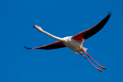 Phoenicopterus ruber